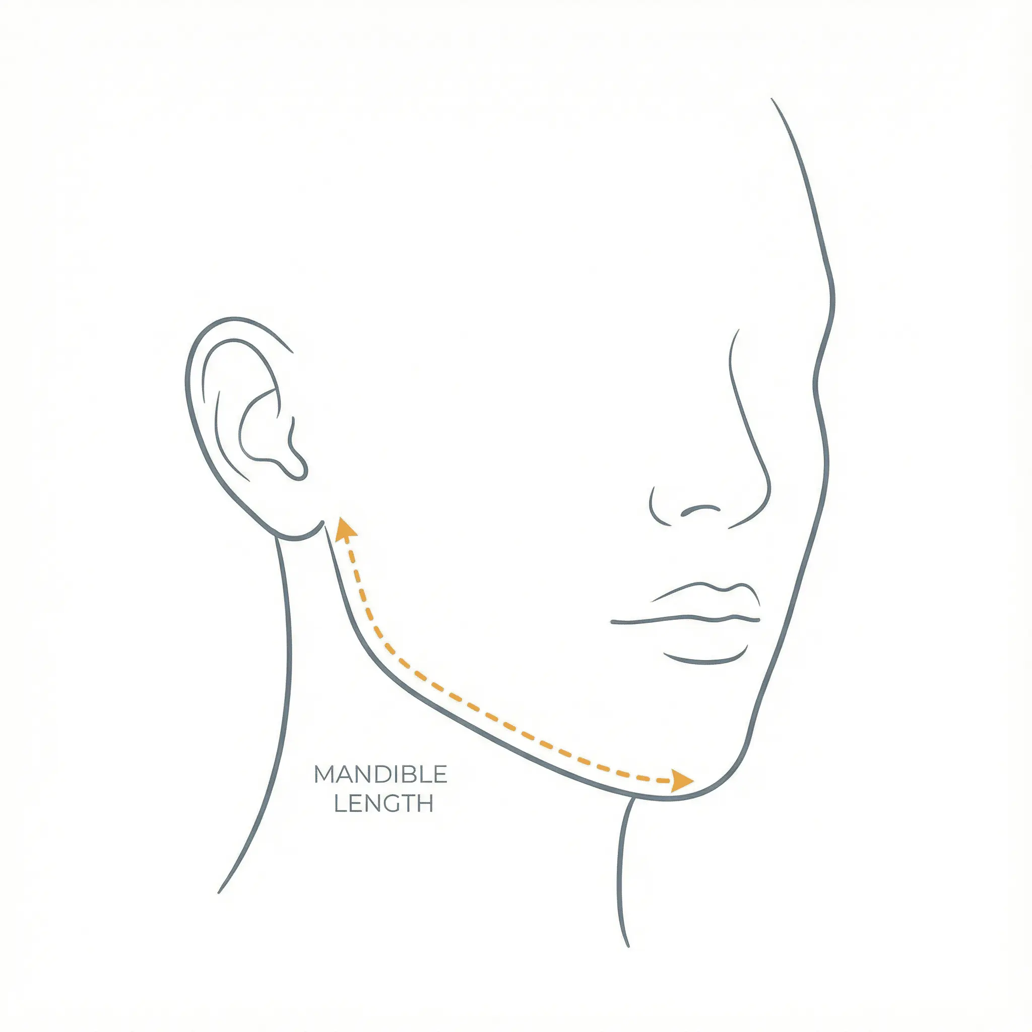 Jawline Measurement Illustration